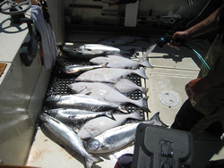These salmon and halibut were caught offshore by a Vancouver group.   the area that has been very good is the Big Bank which is 26 miles from Ucluelet.  Fishing should continue to be very good through the summer.