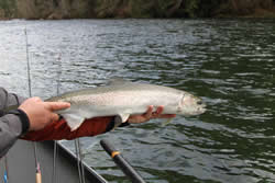 Michael of Campbell river landed this great Winter Steelhead in the Upper Stamp River located close to Port Alberni B.C.
