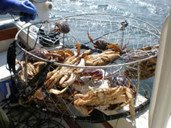 Crabbing on the west coast can be plenty of fun for our many guests.  A great bunch of crabs were sorted from this haul fro guests from Vancouver.  