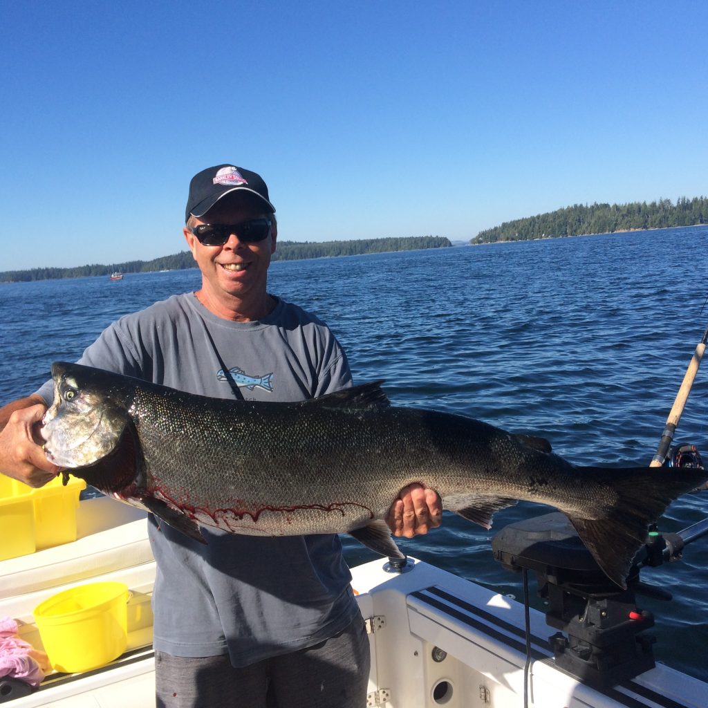 Chinook salmon in Barkley Sound landed sing anchovy in a glow army truck teaser head.