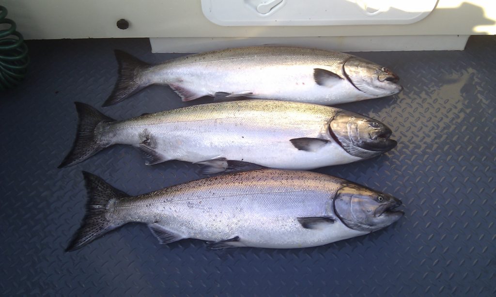 Three nice Chinook in boat before 7 am 